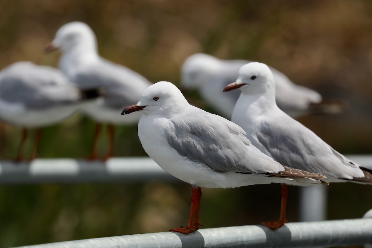 Silver Gull - ML617815687