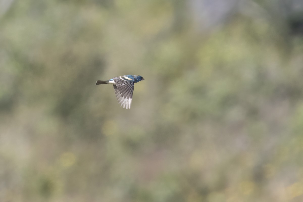 Lazuli Bunting - ML617815697