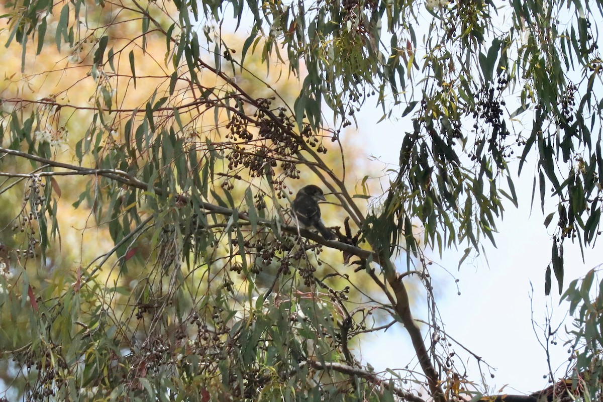 Gray Butcherbird - ML617815756