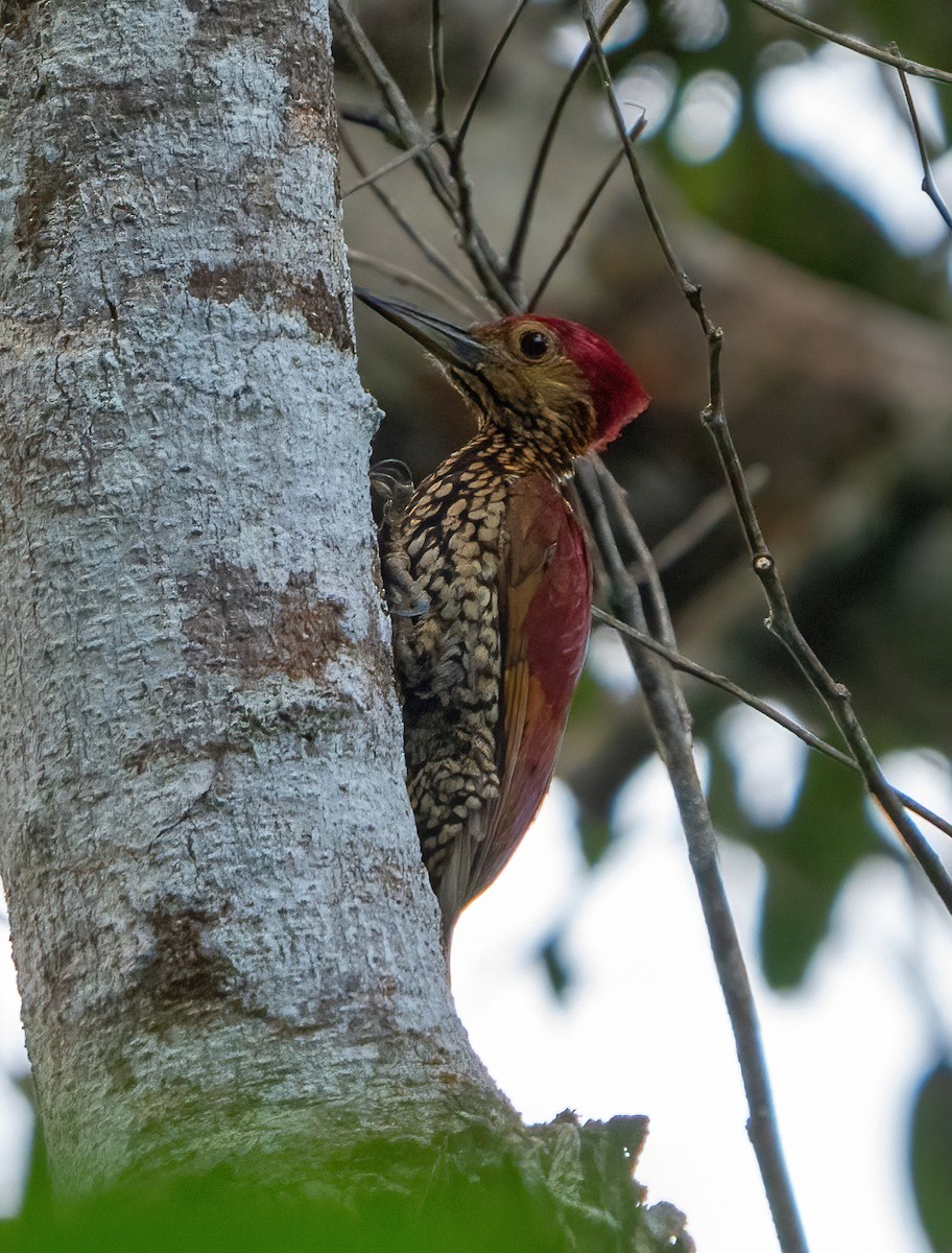 Buff-spotted Flameback - ML617815773