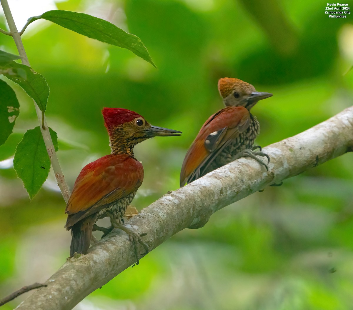 Buff-spotted Flameback - ML617815779