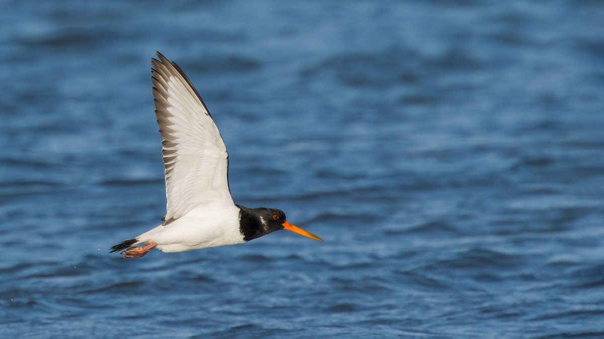 Eurasian Oystercatcher - ML617815796