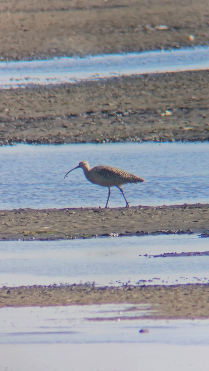 Long-billed Curlew - Frank Lin