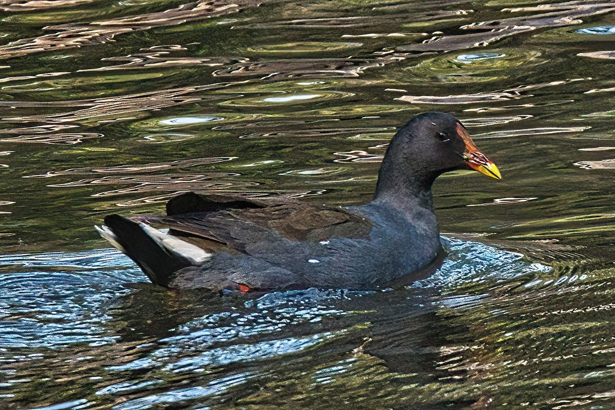 Dusky Moorhen - Alfons  Lawen