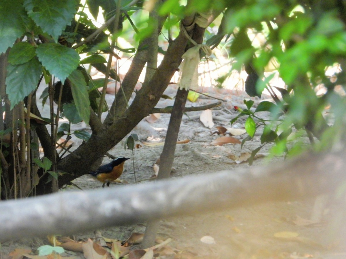 Indian Blue Robin - Chaiti Banerjee