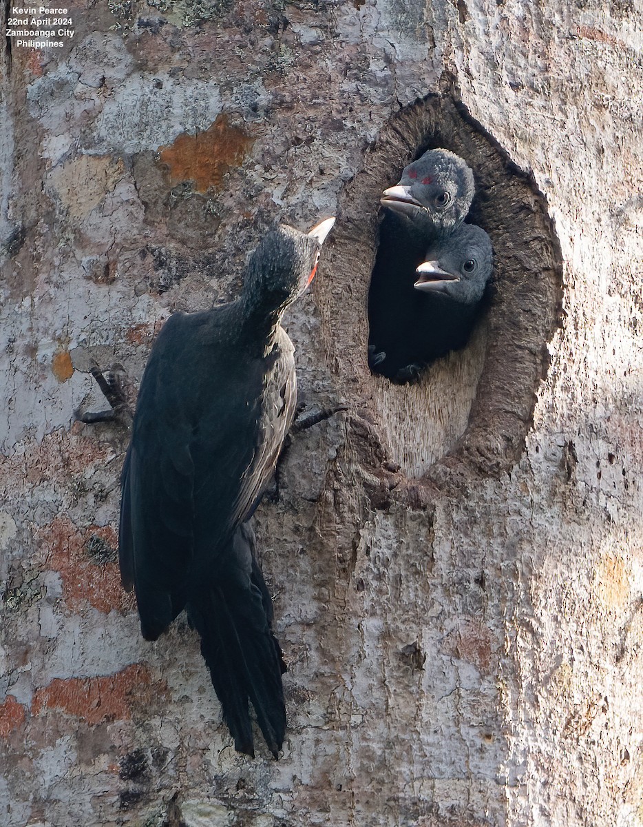 Southern Sooty-Woodpecker - Kevin Pearce