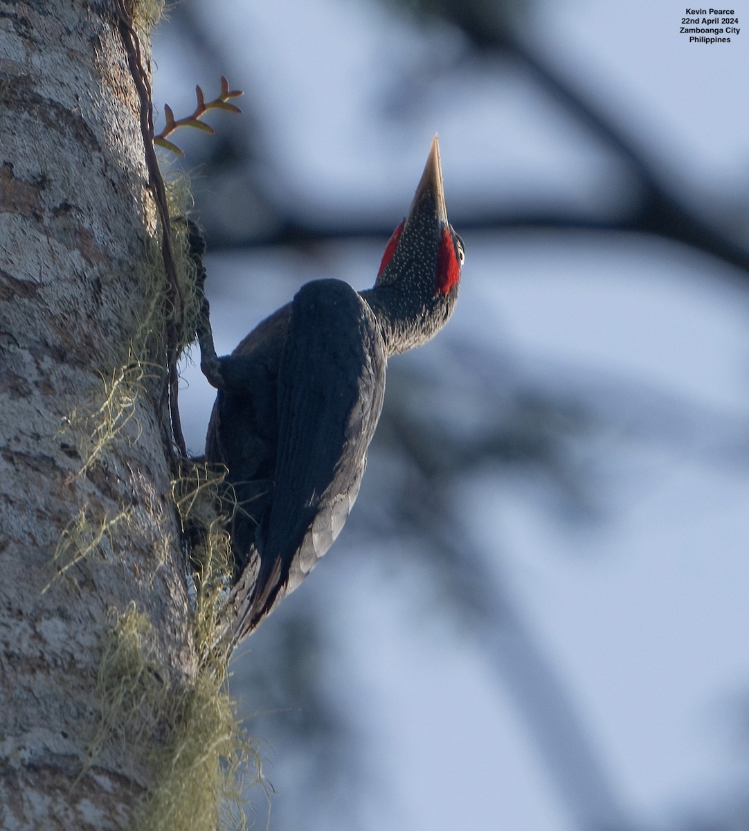 Southern Sooty-Woodpecker - Kevin Pearce