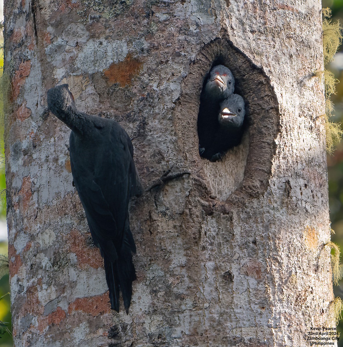 Southern Sooty-Woodpecker - Kevin Pearce