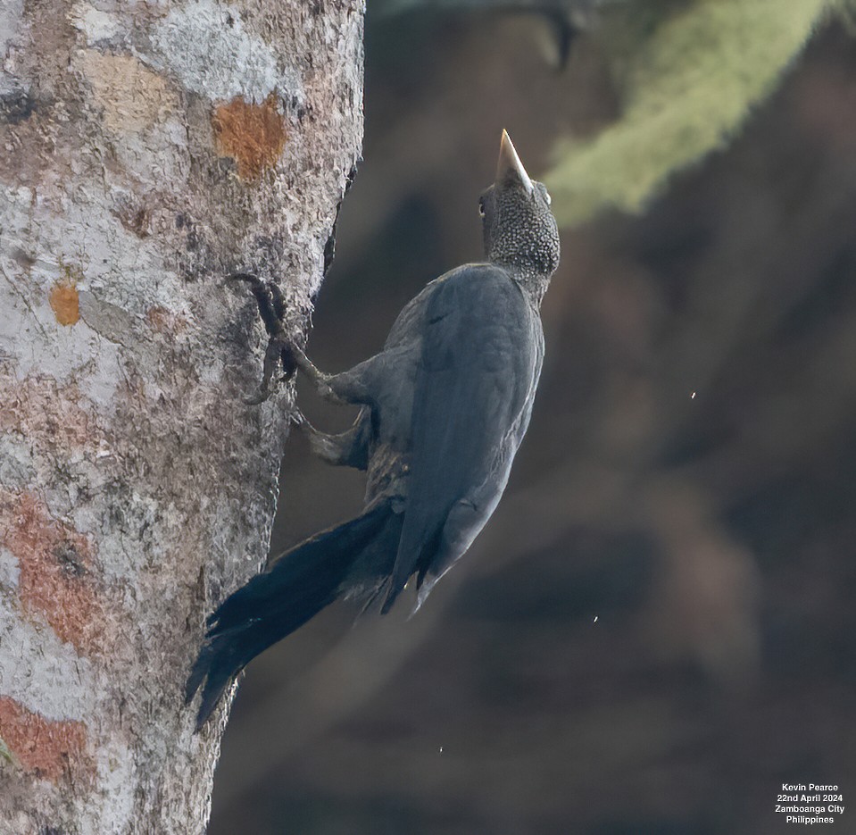 Southern Sooty-Woodpecker - Kevin Pearce