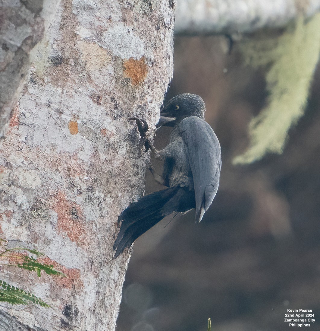 Southern Sooty-Woodpecker - Kevin Pearce