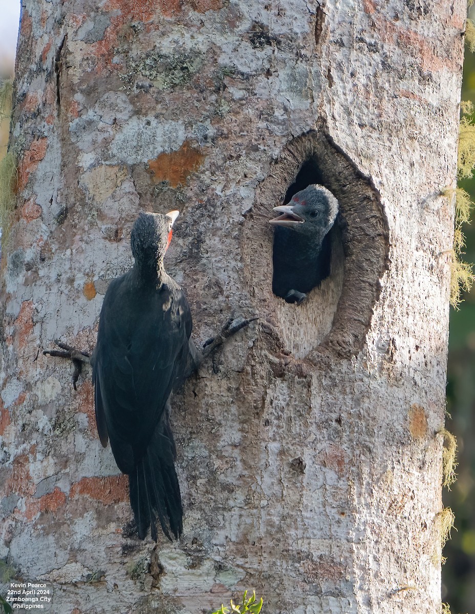 Southern Sooty-Woodpecker - Kevin Pearce