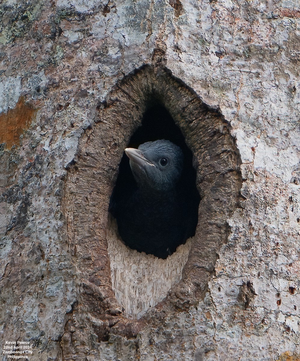 Southern Sooty-Woodpecker - Kevin Pearce