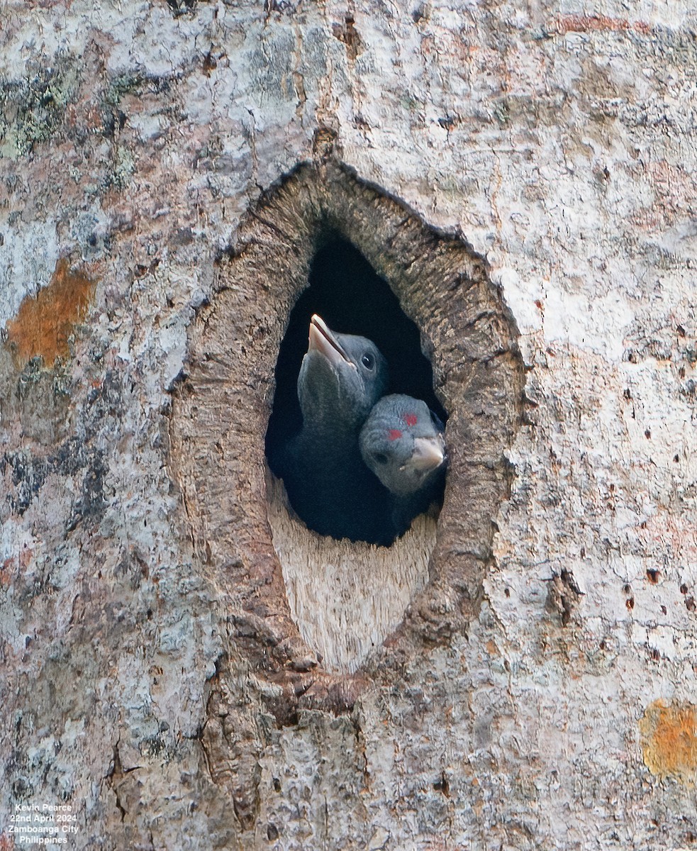 Southern Sooty-Woodpecker - Kevin Pearce