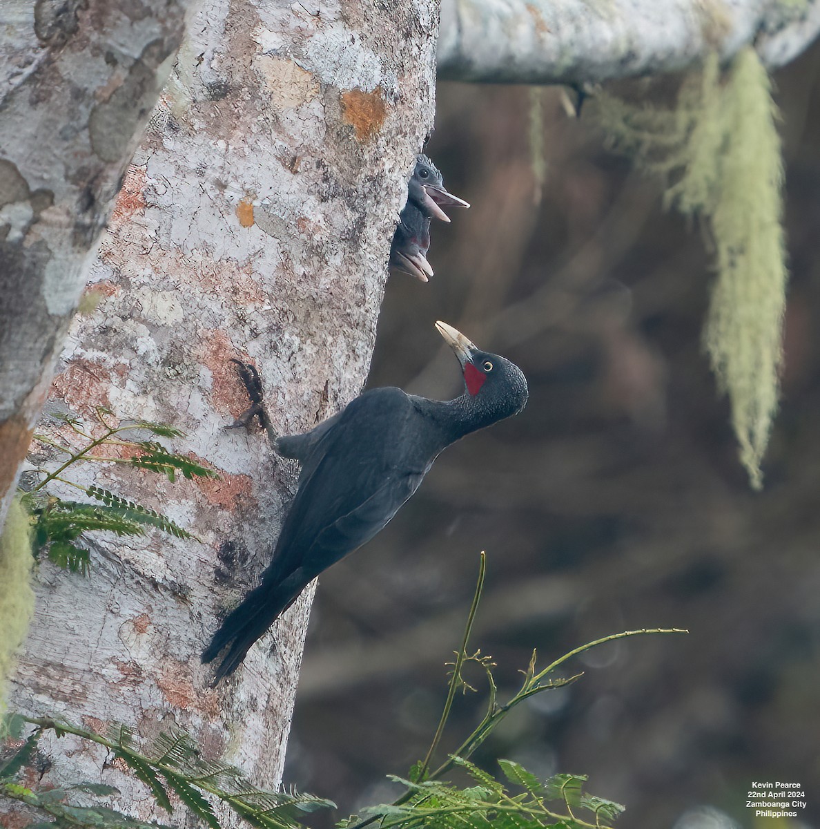 Southern Sooty-Woodpecker - Kevin Pearce