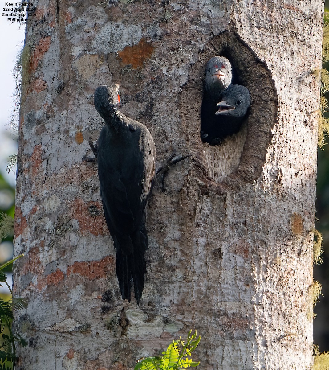 Southern Sooty-Woodpecker - Kevin Pearce