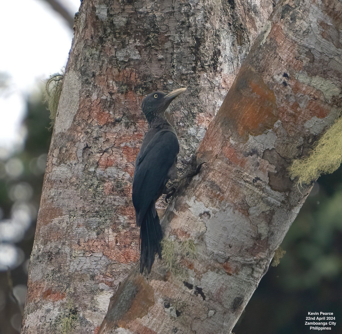 Southern Sooty-Woodpecker - ML617815879