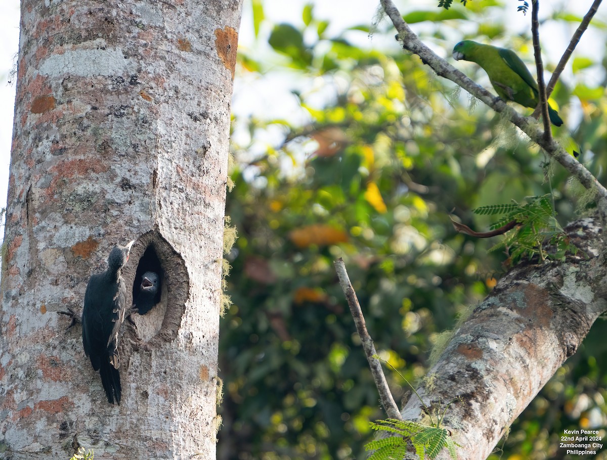 Southern Sooty-Woodpecker - Kevin Pearce