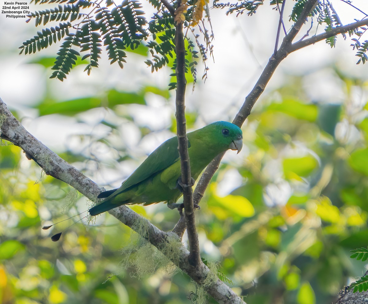 ML617815884 - Blue-crowned Racquet-tail - Macaulay Library