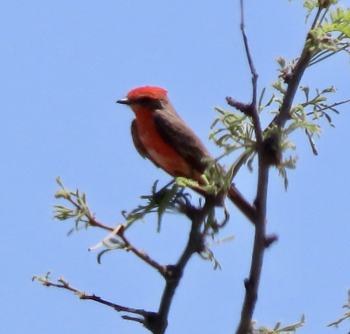 Vermilion Flycatcher - ML617815892