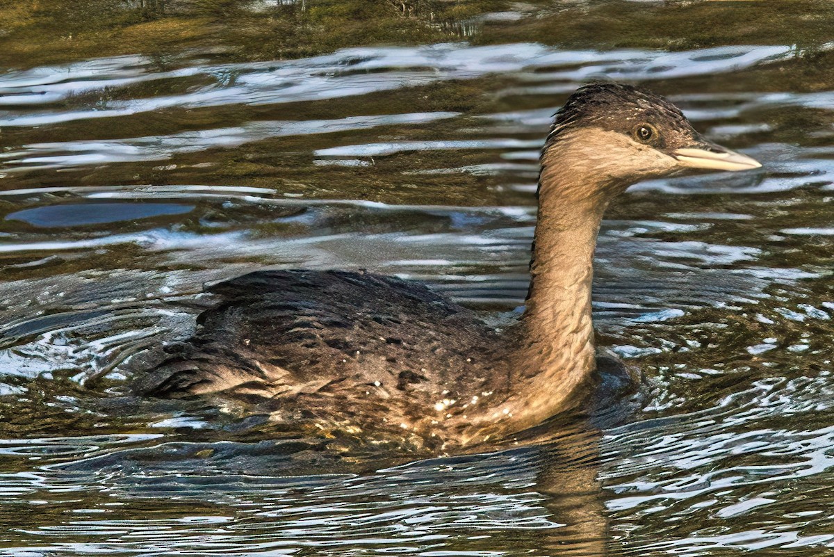 Hoary-headed Grebe - ML617815895