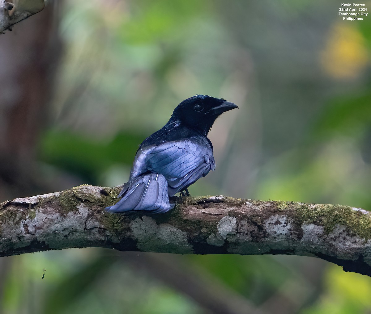 Short-tailed Drongo - ML617815896