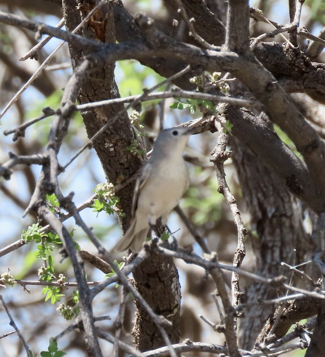 Lucy's Warbler - ML617815900