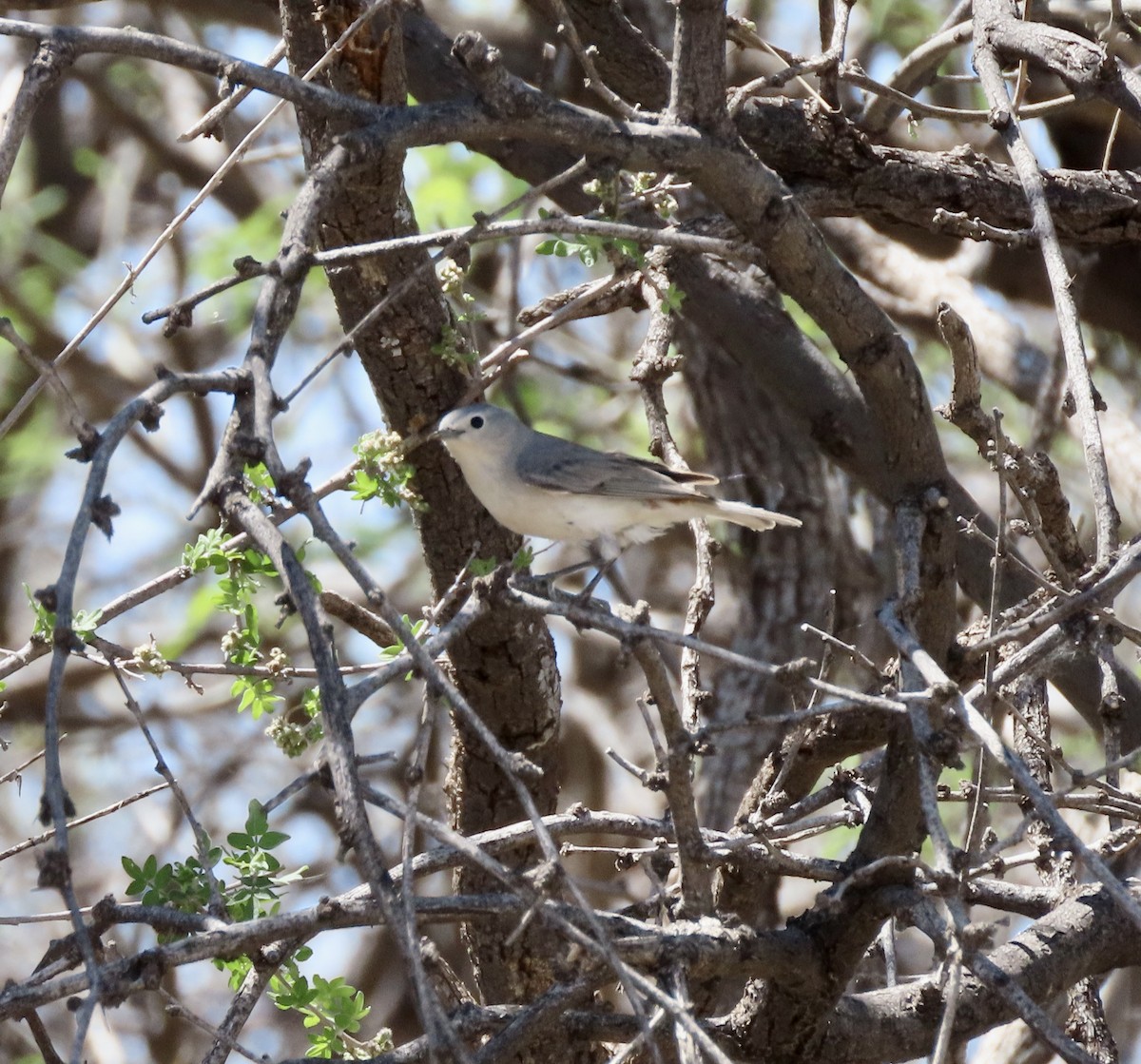 Lucy's Warbler - ML617815902