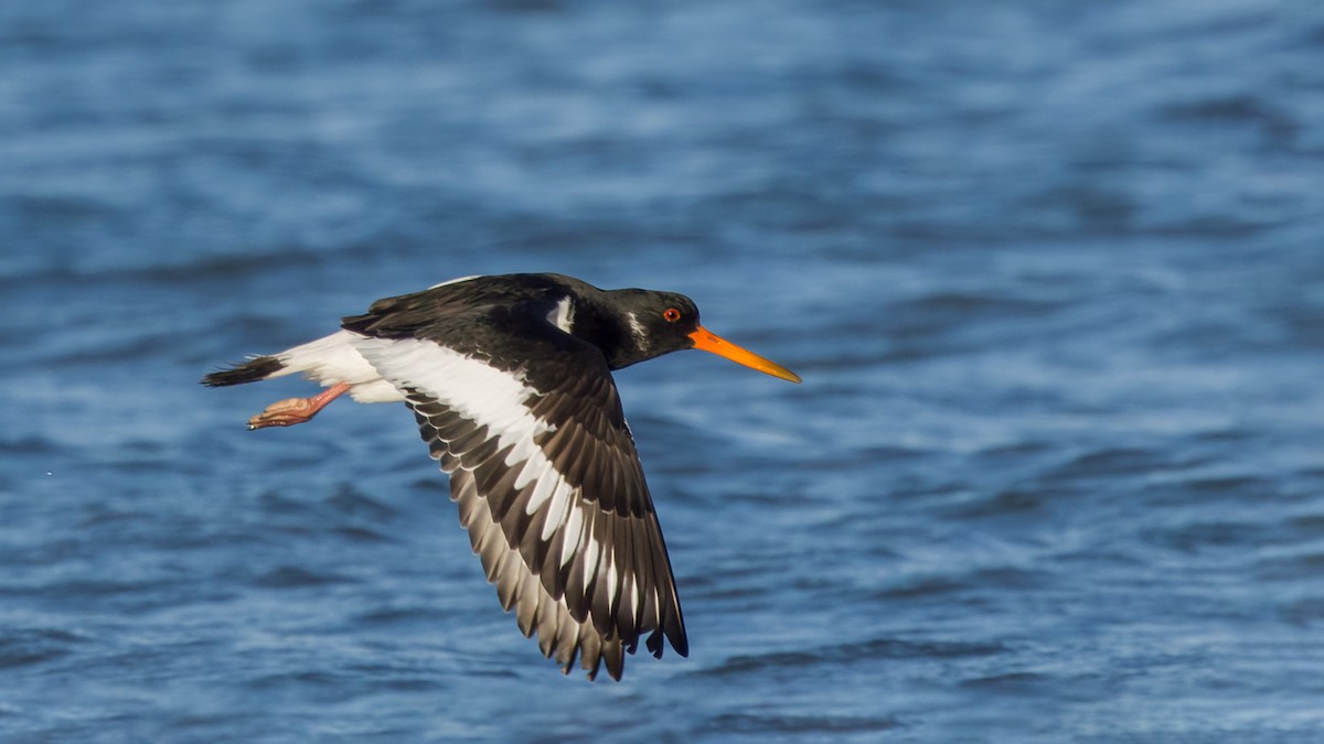 Eurasian Oystercatcher - ML617815912