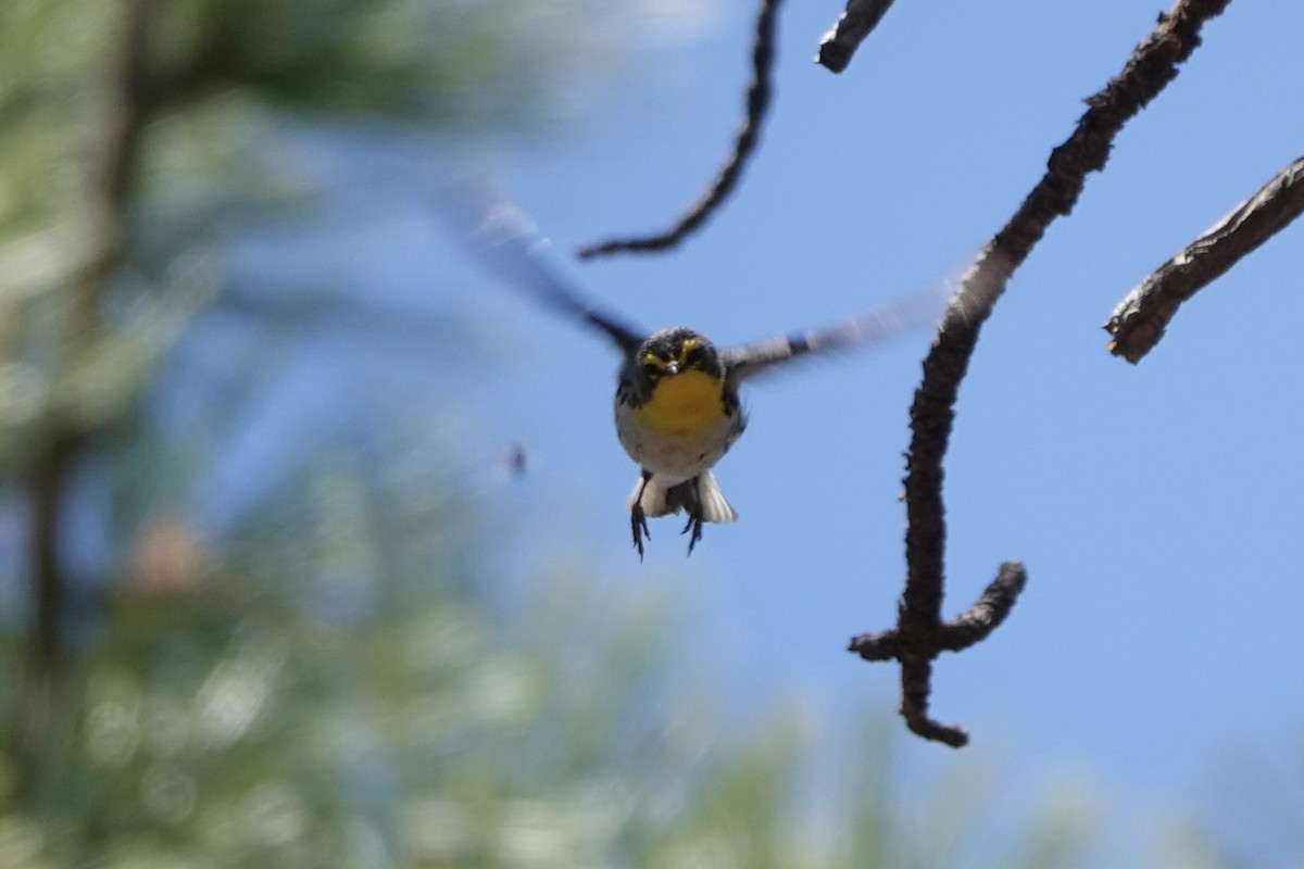 Grace's Warbler - ML617815913