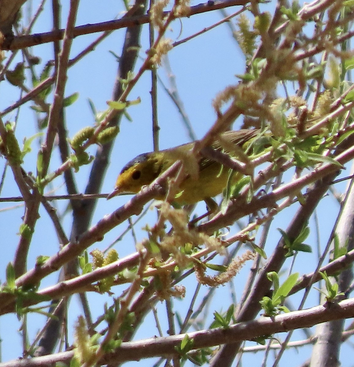 Wilson's Warbler - ML617815916