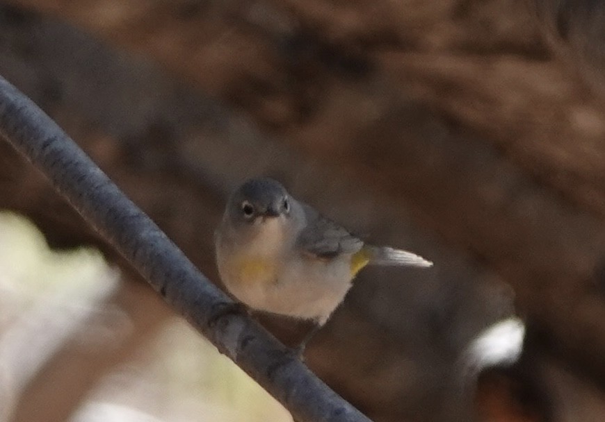 Virginia's Warbler - ML617815920