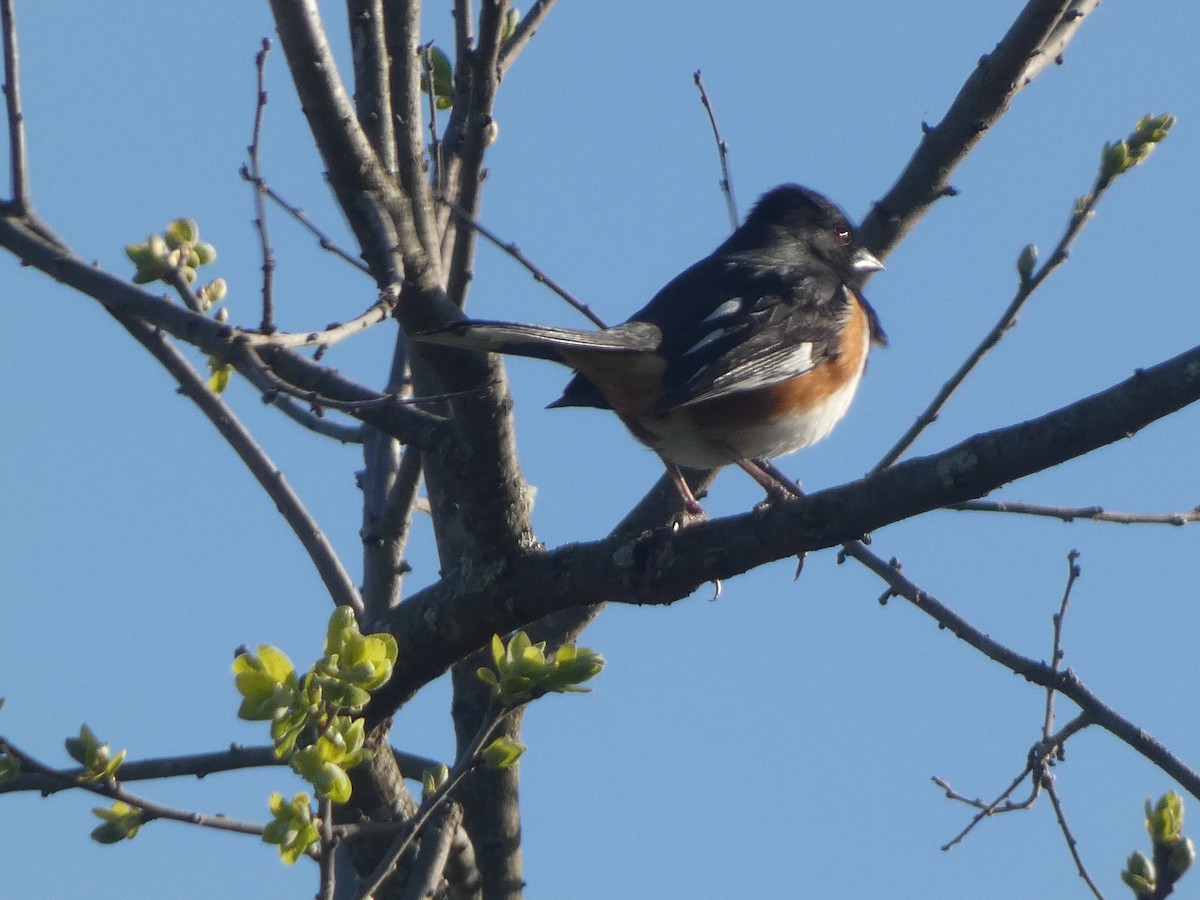 Eastern Towhee - ML617815929