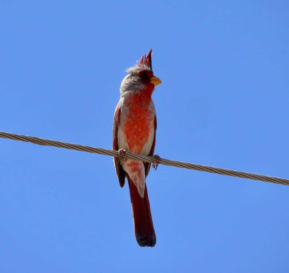 Cardinal pyrrhuloxia - ML617815933