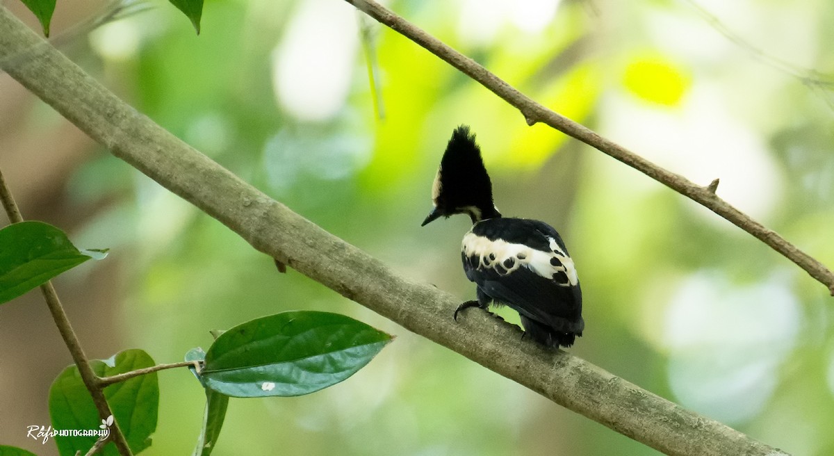 Heart-spotted Woodpecker - ML617815948