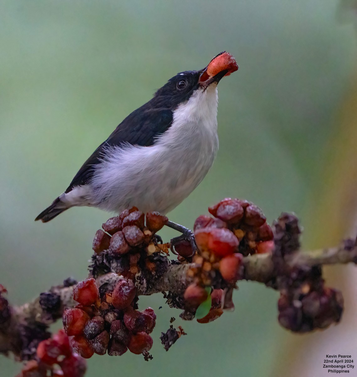 White-bellied Flowerpecker - Kevin Pearce