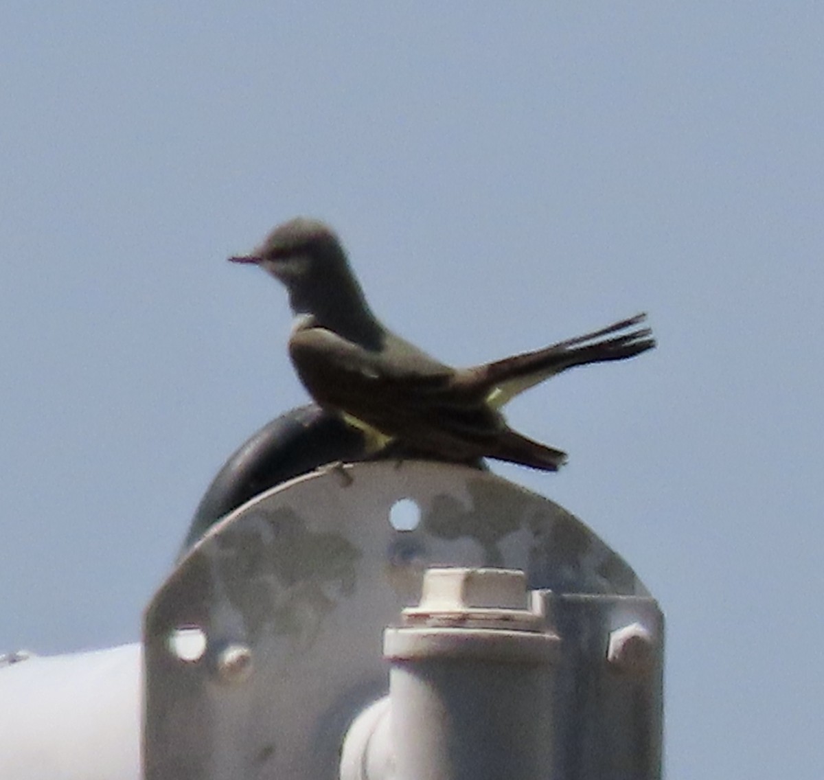 Cassin's Kingbird - ML617815974