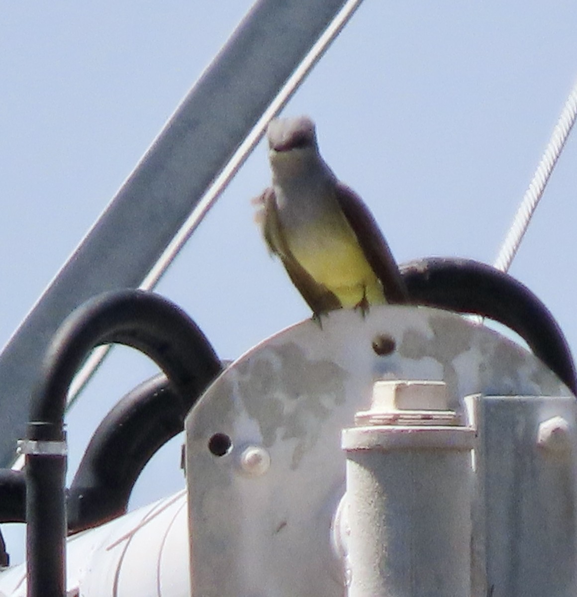 Cassin's Kingbird - ML617815975