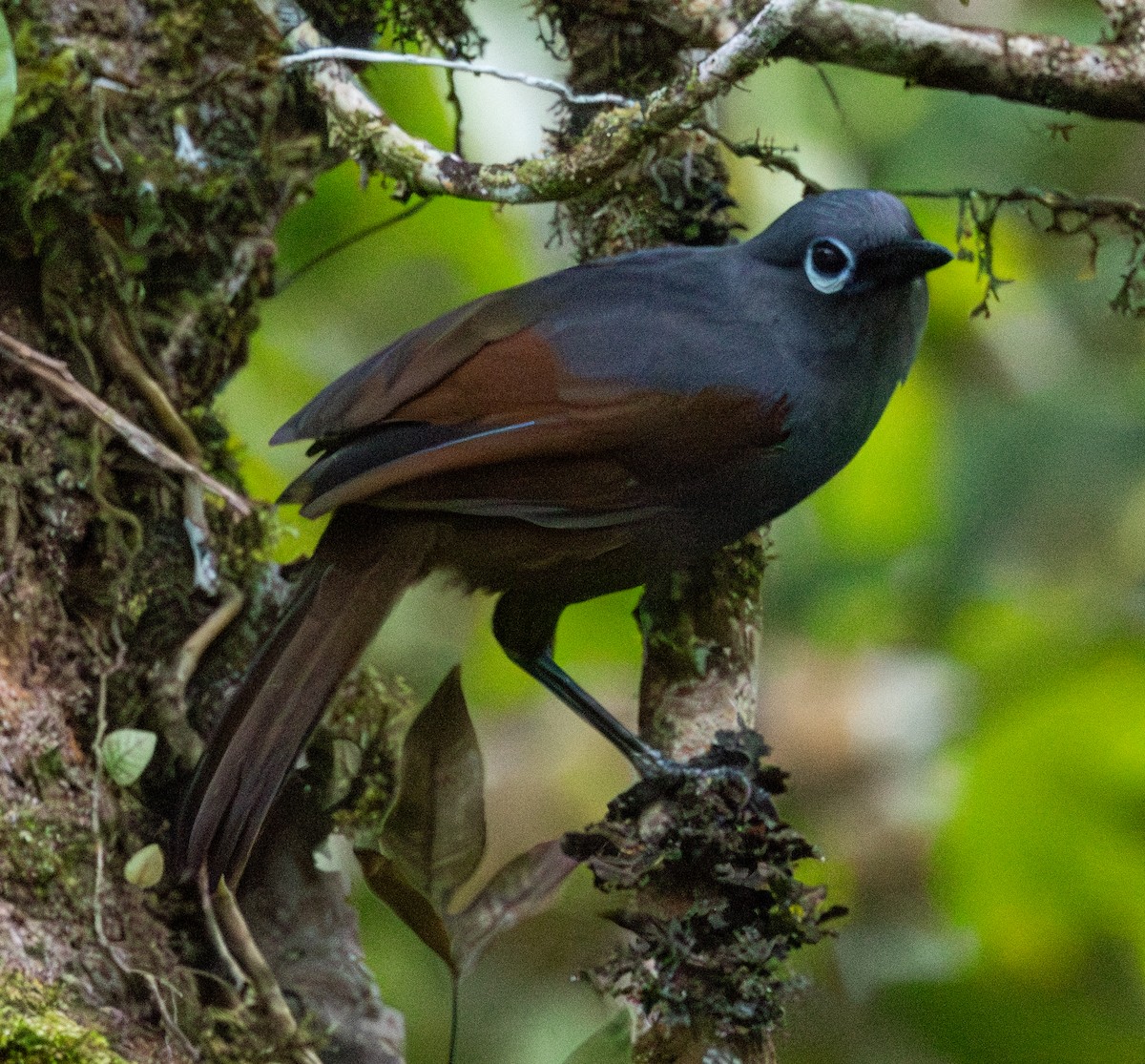 Sunda Laughingthrush - ML617815997