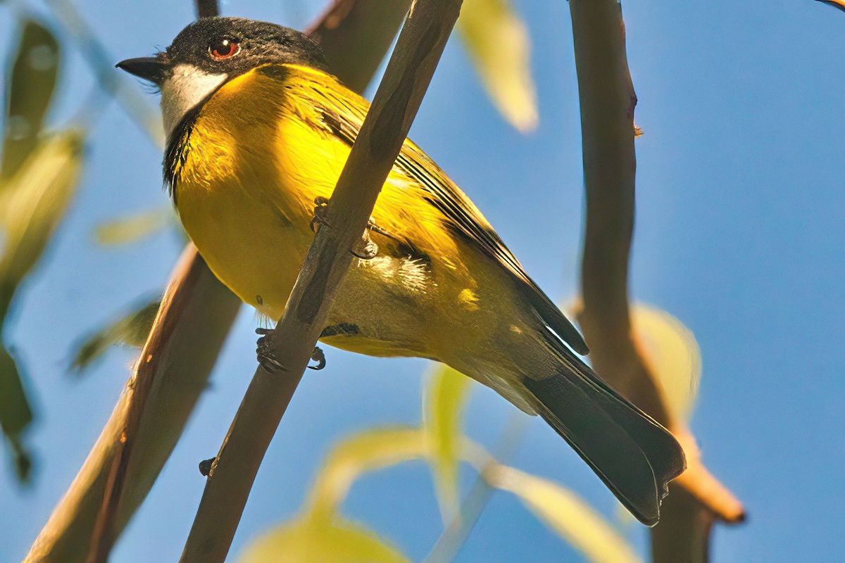 Golden Whistler - ML617816008