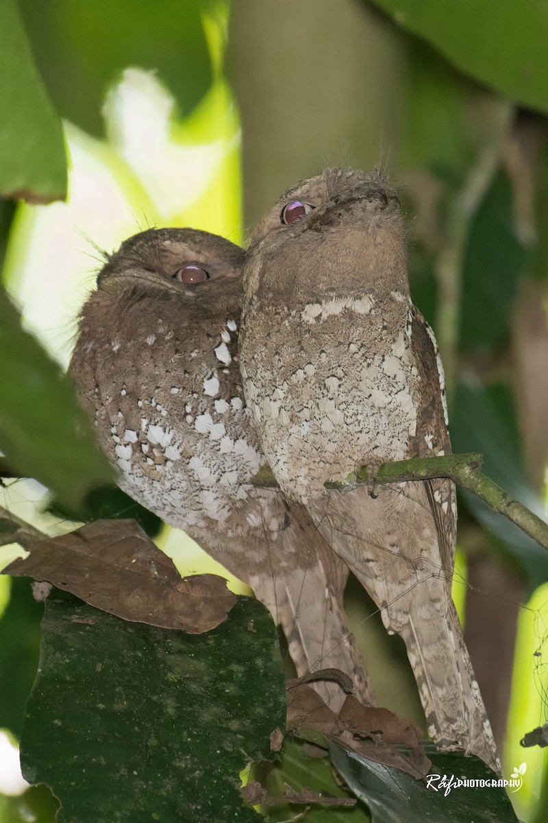 Sri Lanka Frogmouth - ML617816012