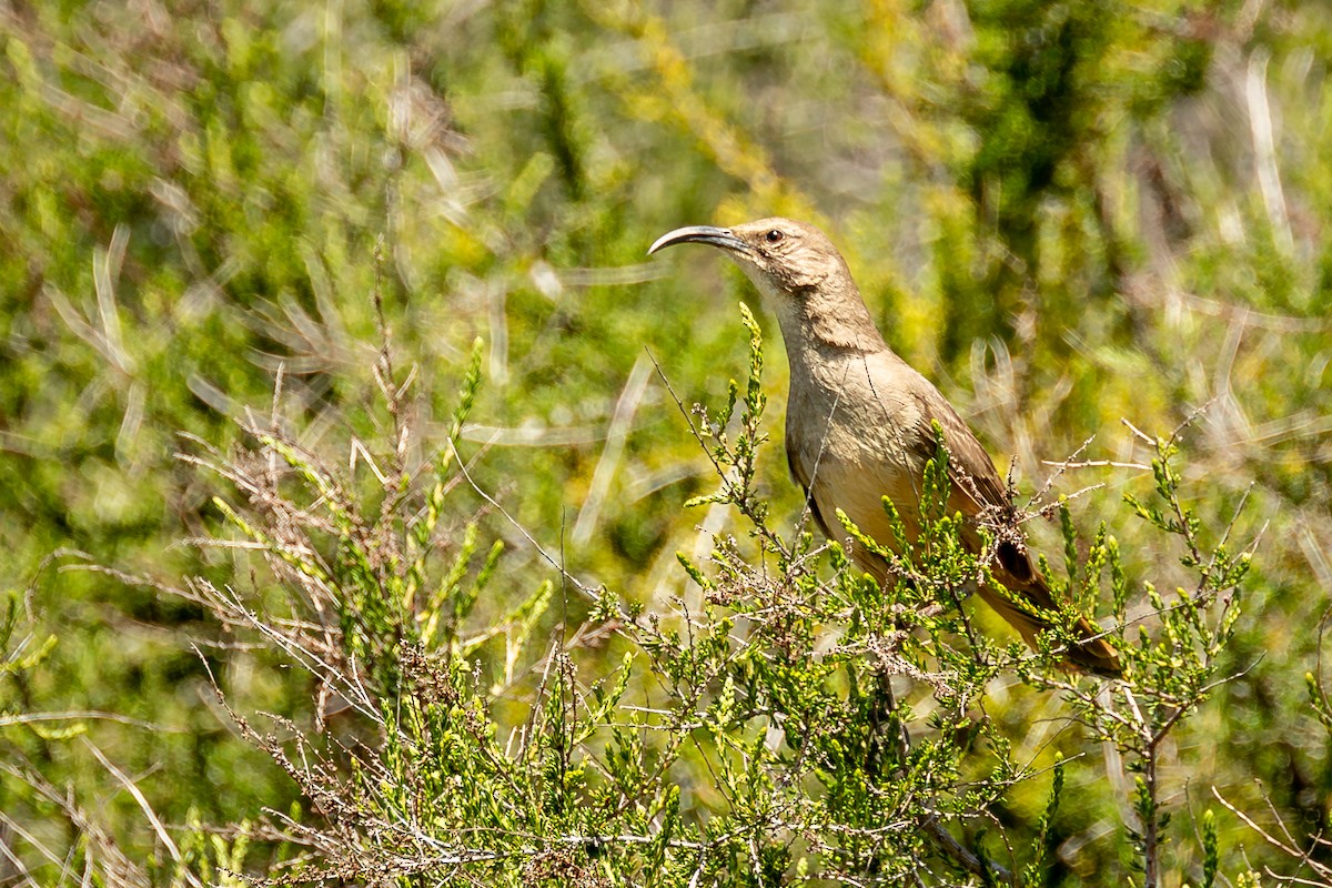 California Thrasher - ML617816017