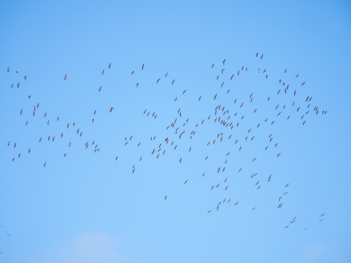 Sandhill Crane - ML617816029