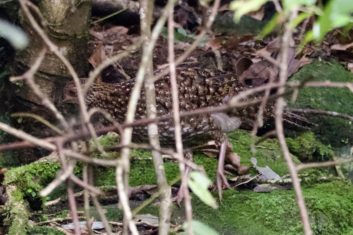 Tragopan de Cabot - ML617816039