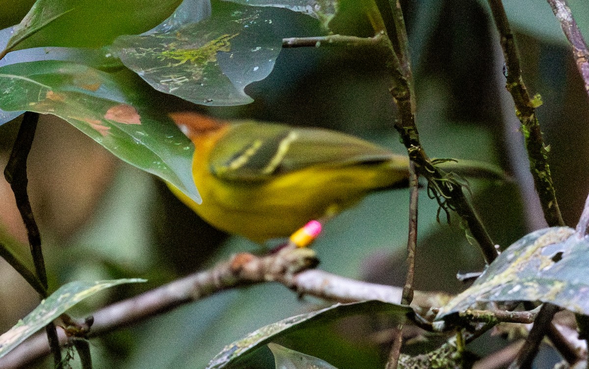 Yellow-breasted Warbler - Soo sing Loke