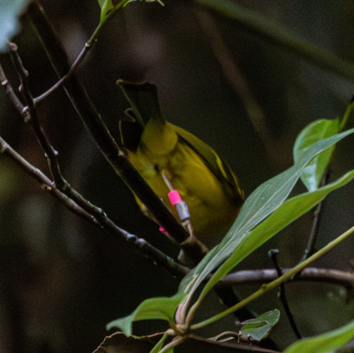 Yellow-breasted Warbler - Soo sing Loke