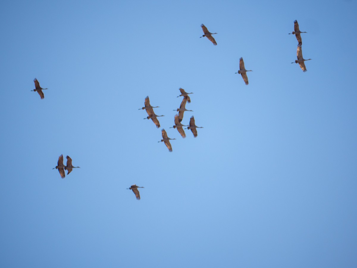 Sandhill Crane - Larry Joseph