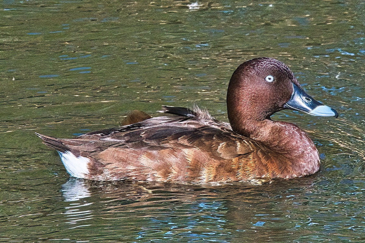 Porrón Australiano - ML617816062