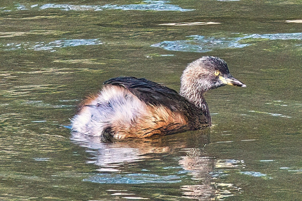 Australasian Grebe - Alfons  Lawen