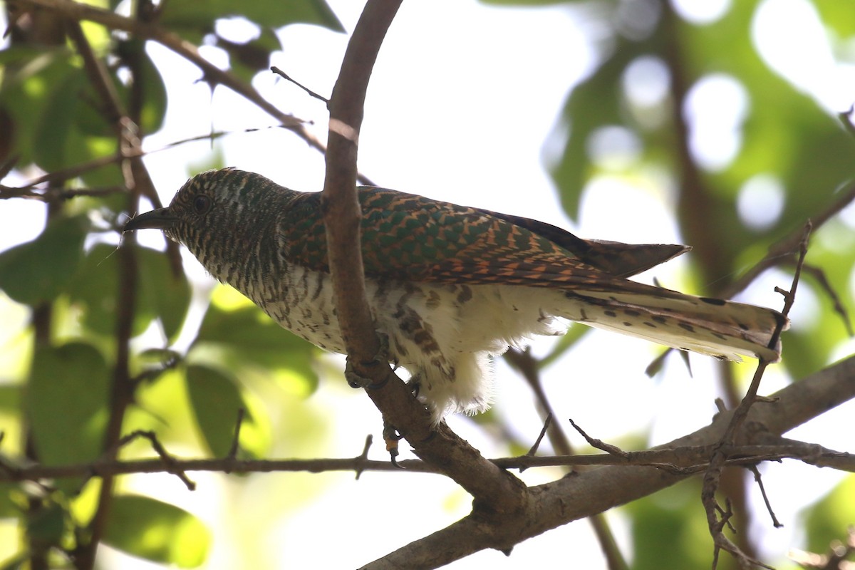 African Emerald Cuckoo - Fikret Ataşalan