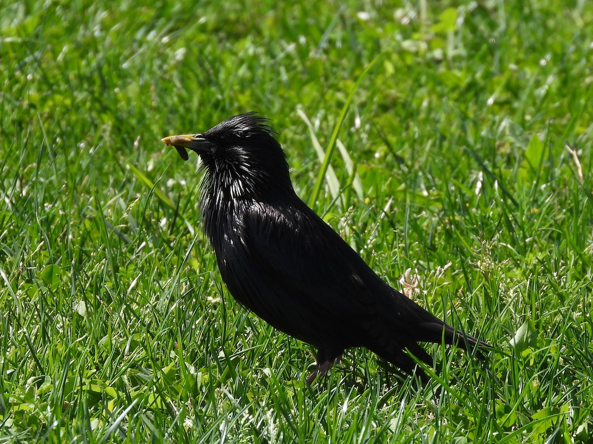 Estornino Negro - ML617816148